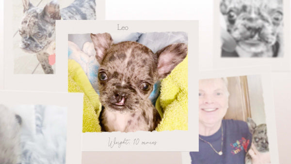LEO (Special Dog Video Story)